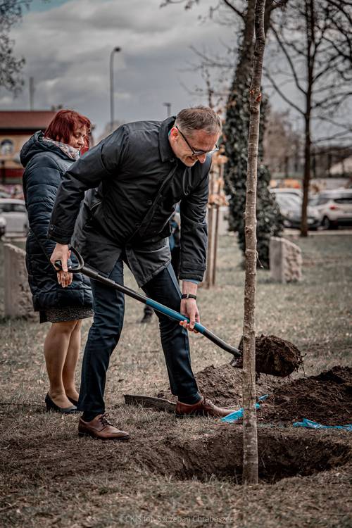 Mężczyzna zasypuje ziemią Drzewo pamięci.