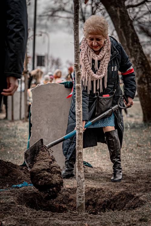 Kobieta zasypuje ziemią Drzewo pamięci.