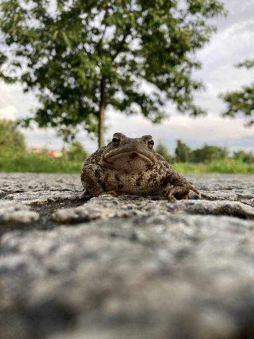 Zbliżenie na żąbę.