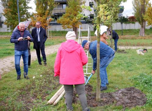 Sadzenie drzew - na zdjęciu jedna z par przy pracy, w tle miedzy innymi burmistrz Pruszcza Gdańskiego