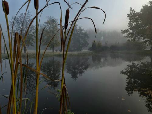 Widok na trzciny i zbiornik wodny