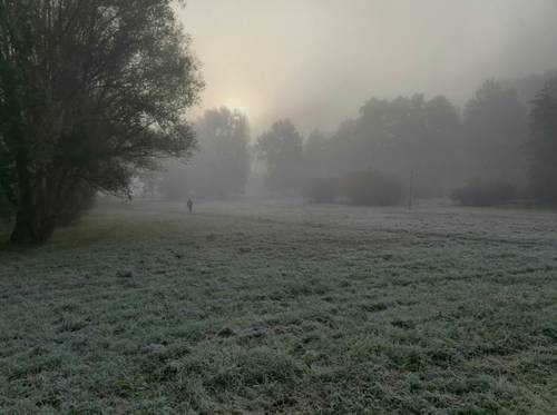 Mgła nad polami i drzewami