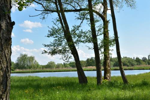 Widok na drzewa i zbiornik wodny